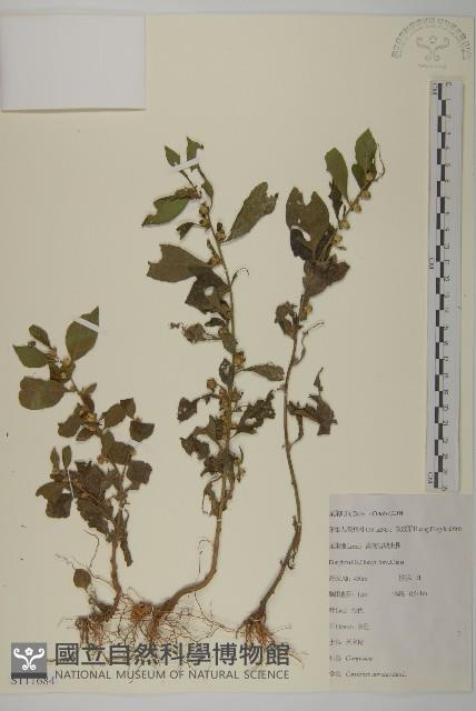 天名精藏品圖，第1張