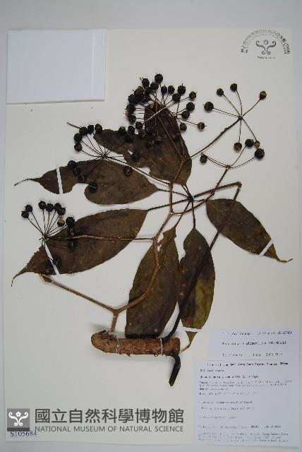 羅傘藏品圖，第1張