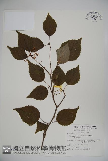 樺葉莢迷、玉山莢迷藏品圖，第1張