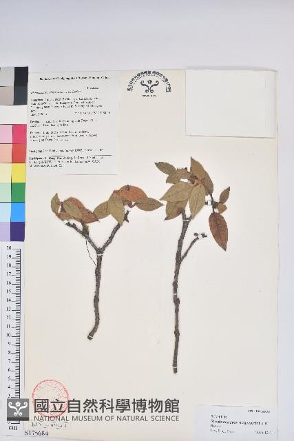 泡泡葉杜鵑藏品圖，第1張