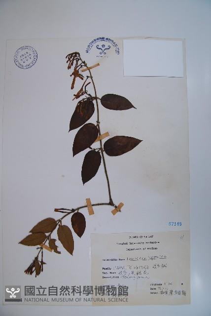 忍冬、金銀花藏品圖，第1張