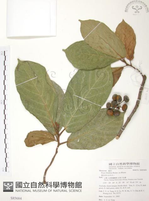 豬母乳、水同木藏品圖，第1張