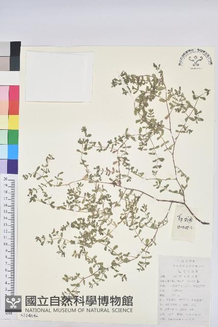 地錦藏品圖，第1張