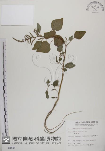 野莧菜藏品圖，第1張