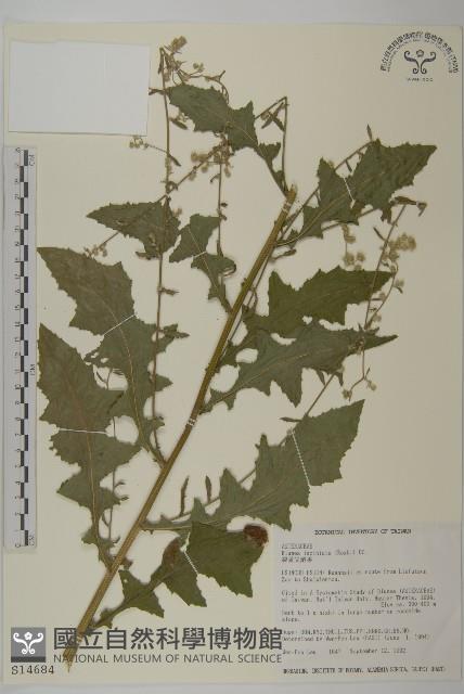 裂葉艾納香藏品圖，第1張