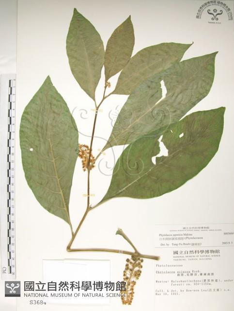 日本商陸、圓果商陸藏品圖，第1張