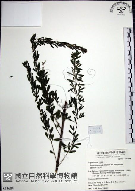 鐵掃帚、千里光藏品圖，第1張