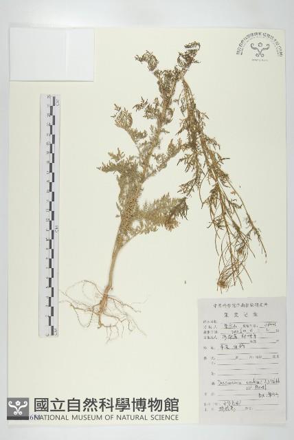 播娘蒿藏品圖，第1張