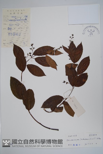 腰骨藤藏品圖，第1張