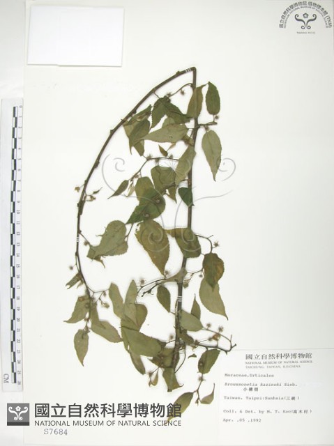 小構樹藏品圖，第1張