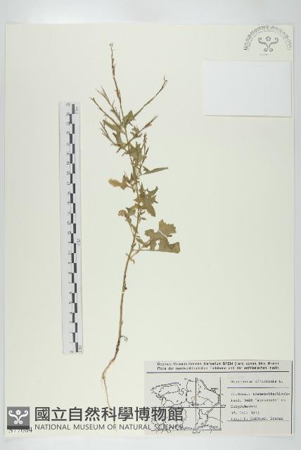 鉆果大蒜芥藏品圖，第1張