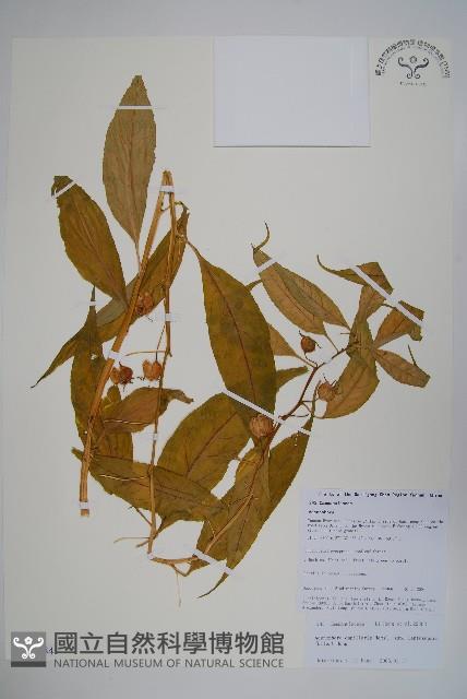 細萼沙參藏品圖，第1張