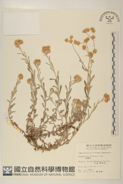 鼠麴草藏品圖，第1張