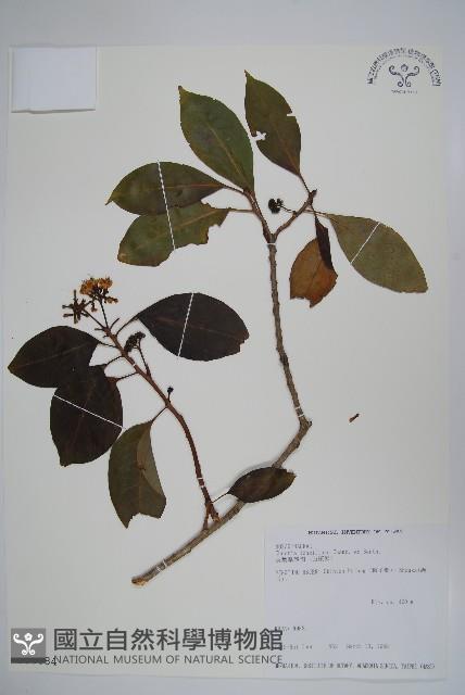 長花厚殼樹藏品圖，第1張