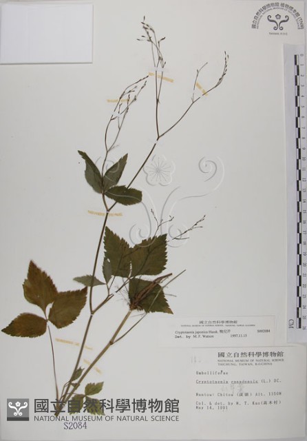 鴨兒芹藏品圖，第1張