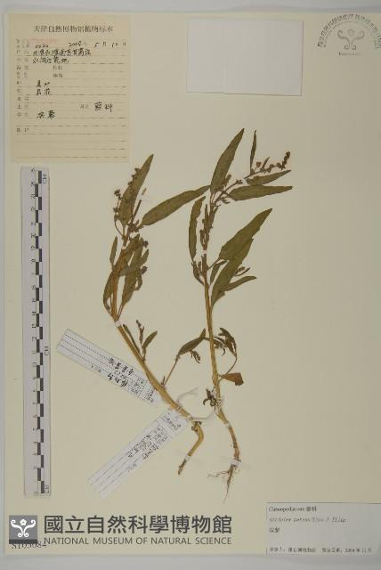 濱藜藏品圖，第1張