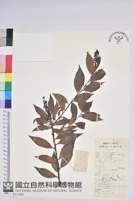 米飯花藏品圖，第1張