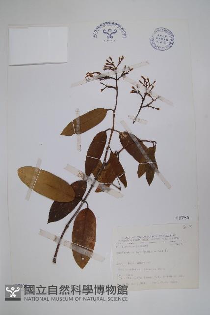 大錦蘭藏品圖，第1張