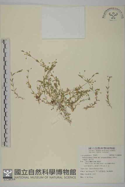 天蓬草、雀舌草藏品圖，第1張