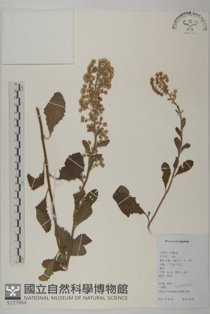 裂葉艾納香藏品圖，第1張