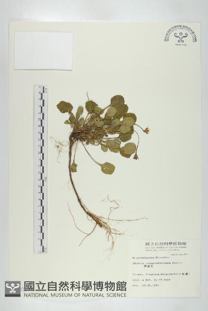 裂緣花藏品圖，第1張