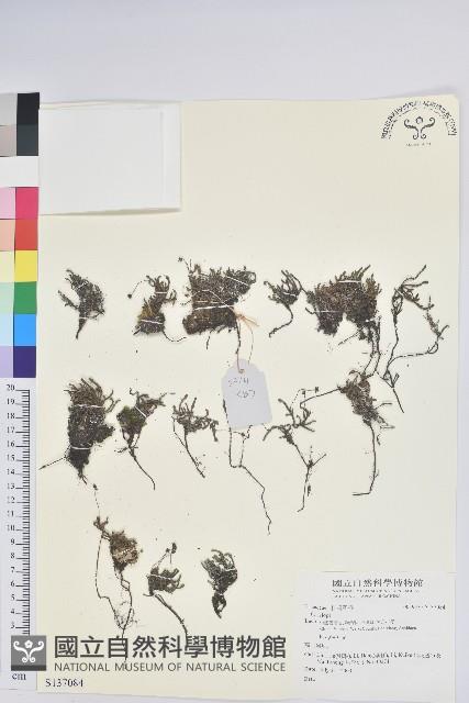 登錄號:S137084藏品圖，第1張