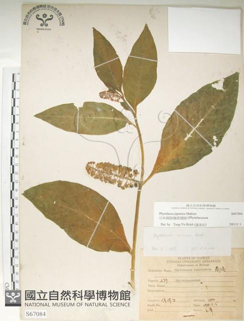 日本商陸、圓果商陸藏品圖，第1張