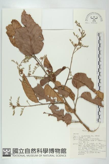 登錄號:S047084藏品圖，第1張