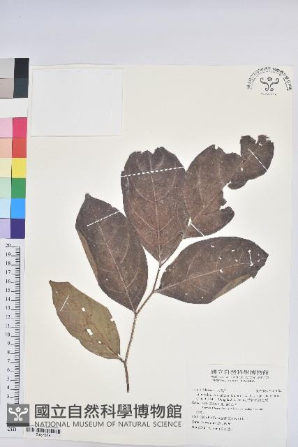 披針葉饅頭果藏品圖，第1張