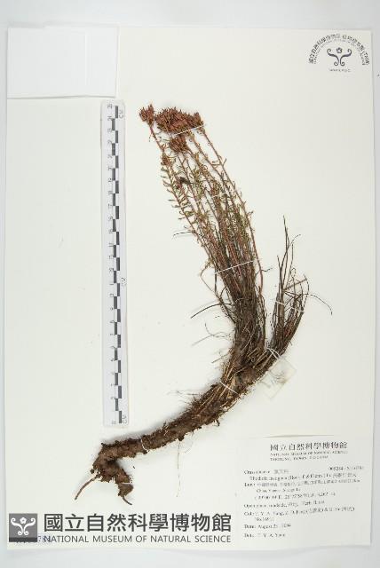 長鞭紅景天藏品圖，第1張