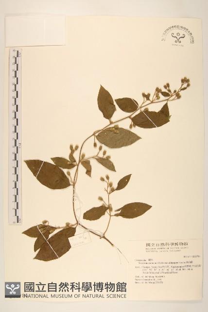 過山龍藏品圖，第1張