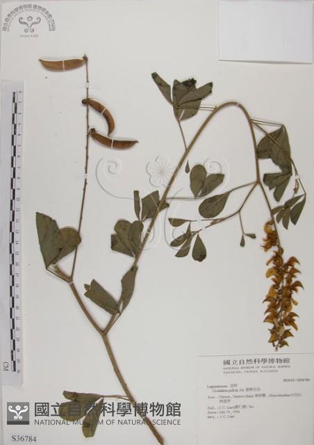 黃野百合藏品圖，第1張