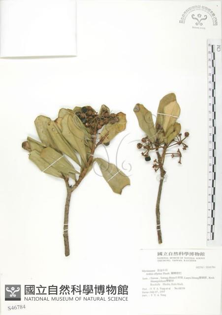 蘭嶼樹杞、蘭嶼紫金牛藏品圖，第1張