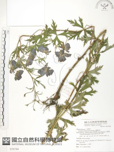 臺灣烏頭藏品圖，第1張