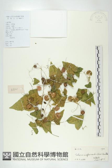 茅瓜藏品圖，第1張