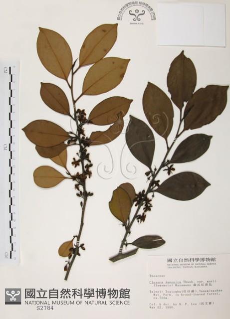 森氏紅淡比藏品圖，第1張