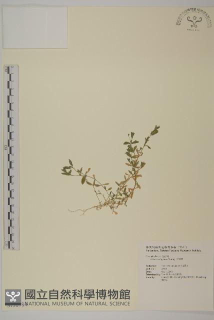 雀舌草藏品圖，第1張