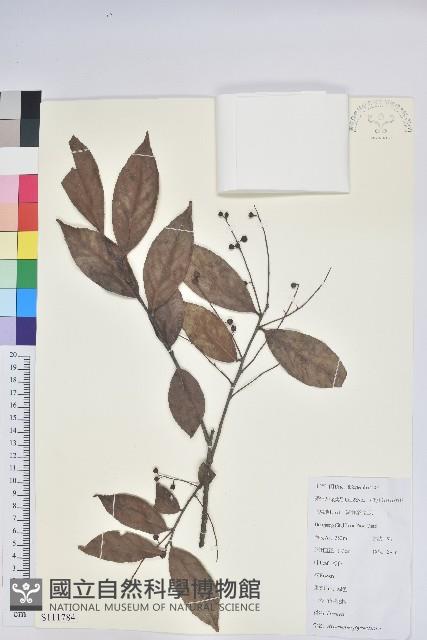 黃背越橘藏品圖，第1張