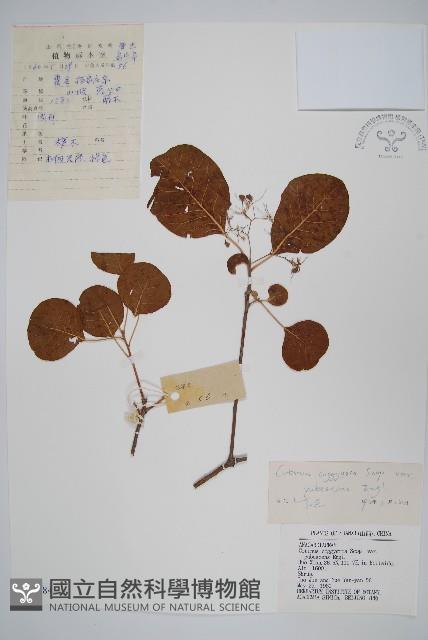 毛黃槴藏品圖，第1張