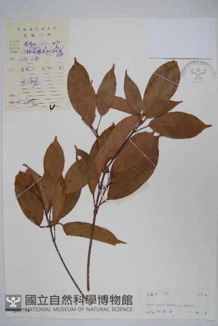 樟葉槭藏品圖，第1張