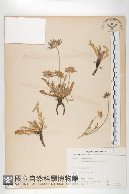 玉山山蘿蔔藏品圖，第1張