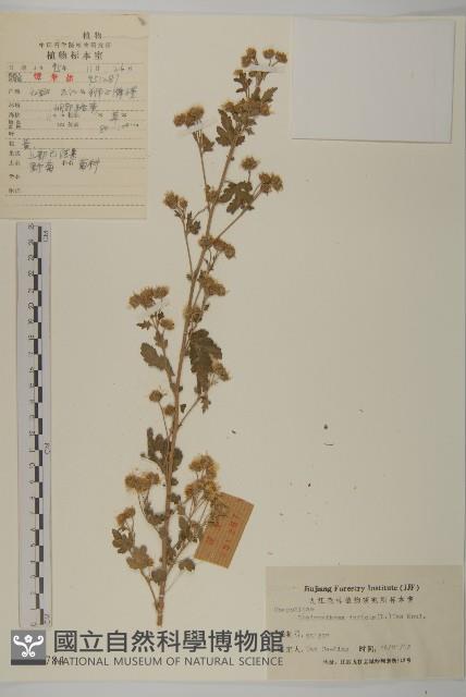 油菊、野菊藏品圖，第1張