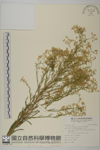 光莖飛蓬藏品圖，第1張