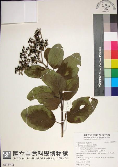 臭娘子藏品圖，第1張