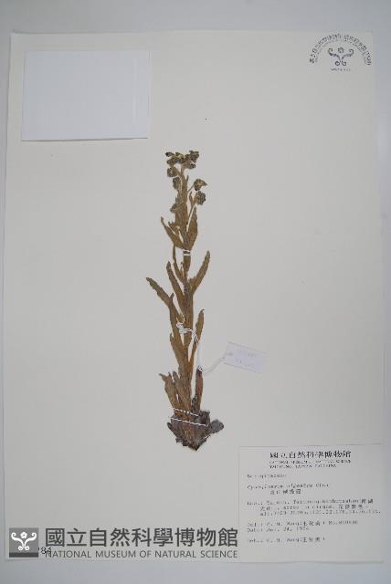 高山倒提壺藏品圖，第1張