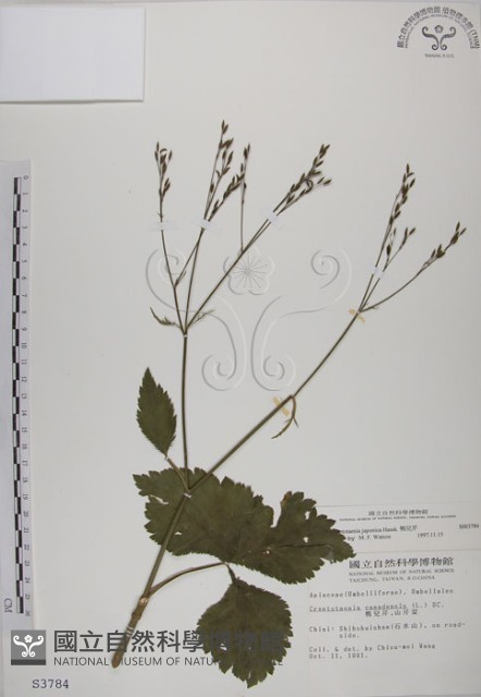 鴨兒芹藏品圖，第1張