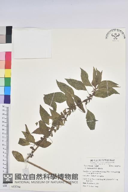 鐵莧菜藏品圖，第1張