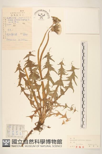 亞洲蒲公英藏品圖，第1張