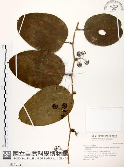 糙莖菝契藏品圖，第1張