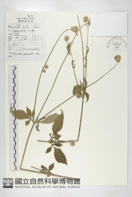 續斷藏品圖，第1張